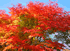 2010年11月_紅葉1