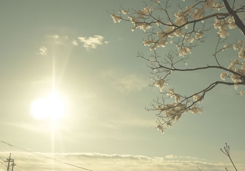 四季折々の山梨