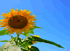 2011年7月ひまわり
