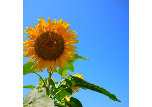 四季折々の山梨