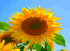 2011年7月_ひまわり