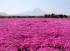 2014年5月富士芝桜祭り3